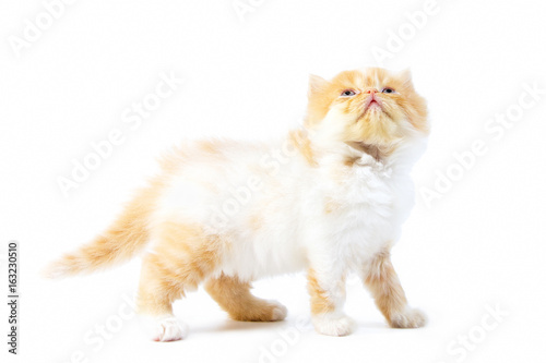 Beautiful Persian kitten cat isolated on white background.One month old Red little cat looking up