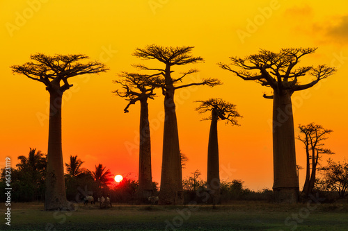 Beautiful Baobab trees at sunset at the avenue of the baobabs in Madagascar photo