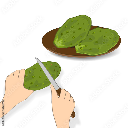 Edible green cactus leaves or nopales on white background. Hand drawn vector illustration