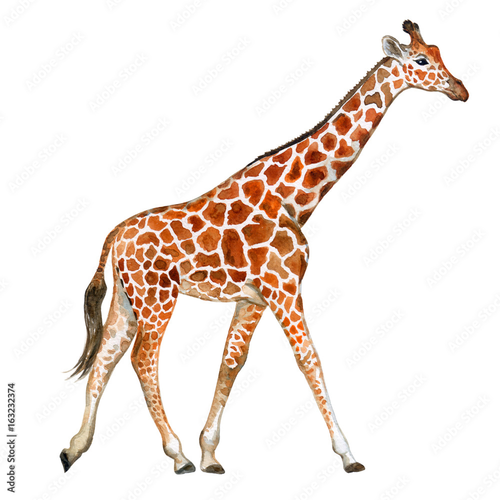Φωτογραφία Giraffe isolated on white background. Watercolor. Image