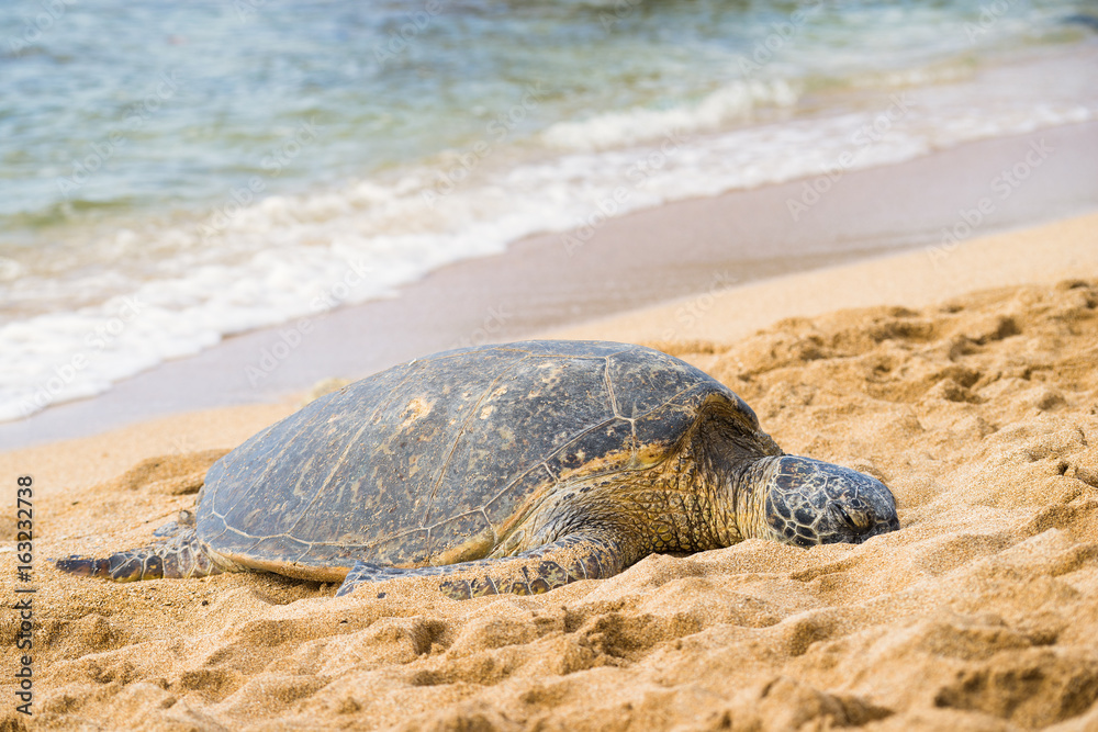 Obraz premium green sea turtle at haleiwa beach, Oahu, Hawai'i