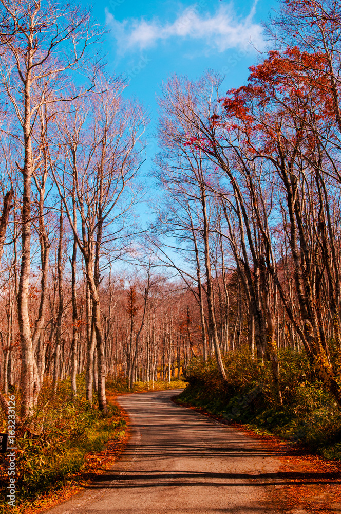 Fototapeta premium Autumn country road in Yamagata