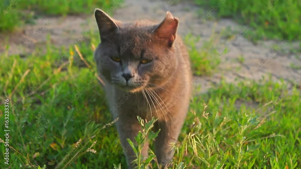 Close-up portrait cute American short hair cat. Cute cat face. Close-up portrait cute American short hair cat. Cute cat face.