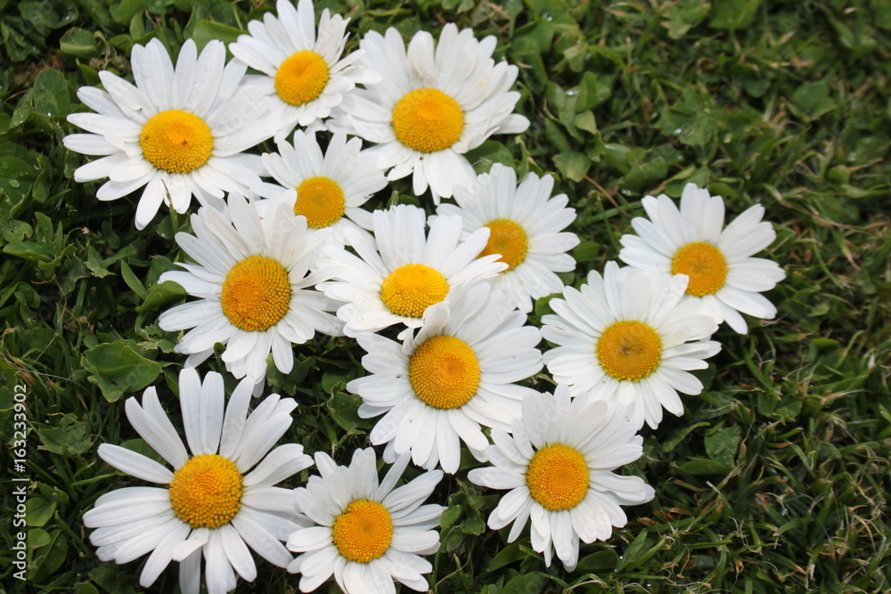 Obraz premium Margeriten