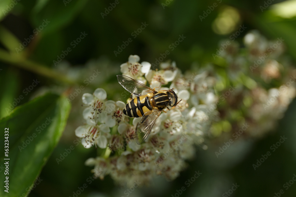 Bee collected nectar from white flowers Bee collected nectar from white flowers