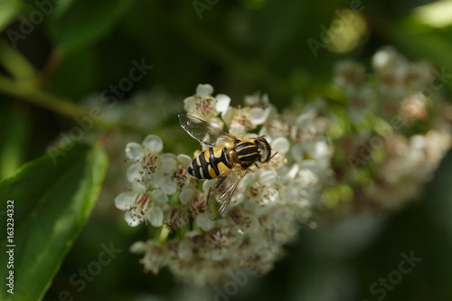 Bee collected nectar from white flowers