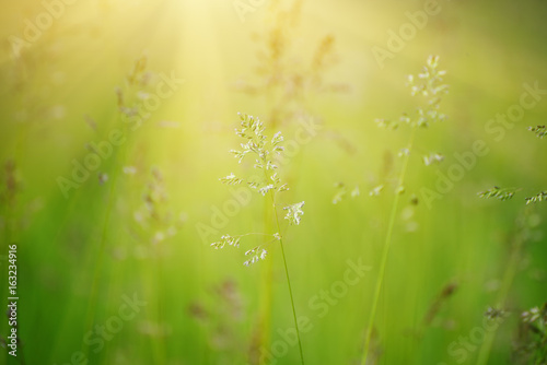 Fototapeta Naklejka Na Ścianę i Meble -  Green grass meadow suitable for backgrounds or wallpapers, natural seasonal sunny landscape