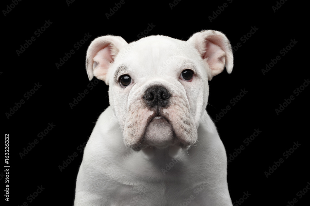 Portrait of White British Bulldog Puppy on isolated black background, front view Portrait of White British Bulldog Puppy on isolated black background, front view