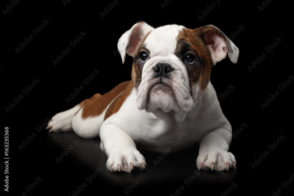 British Bulldog Puppy Lying on isolated black background British Bulldog Puppy Lying on isolated black background