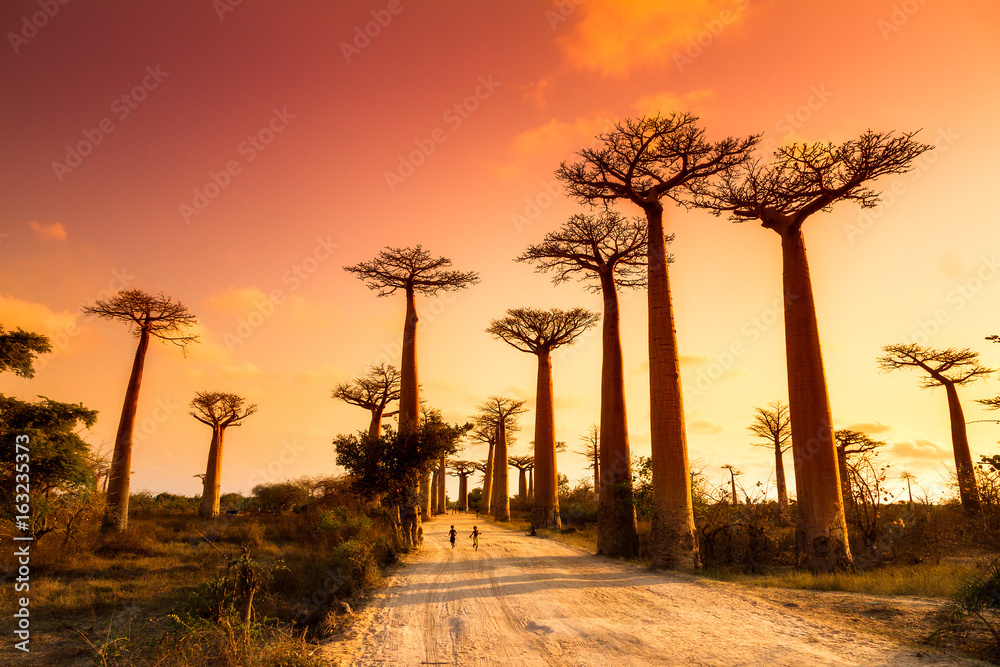 Obraz premium Piękne drzewa baobabu o zachodzie słońca przy alei baobabów na Madagaskarze