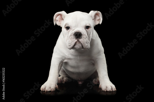 White British Bulldog Puppy Sitting on isolated black background, front view