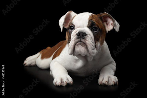 Fototapeta Naklejka Na Ścianę i Meble -  British Bulldog Puppy Lying on isolated black background