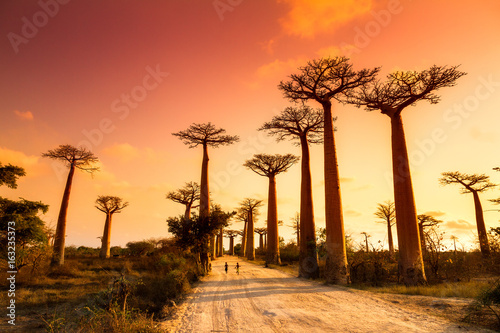 Obraz na plátne Beautiful Baobab trees at sunset at the avenue of the baobabs in Madagascar