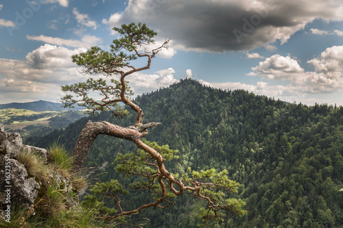 The most famous pine in the Pieniny Mountains at the summit of Sokolica.Poland