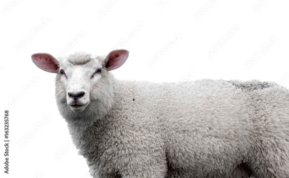 Obraz premium Close-up of a Sheep's head against white background