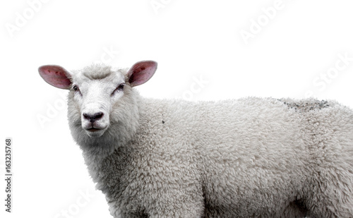 Close-up of a Sheep's head against white background