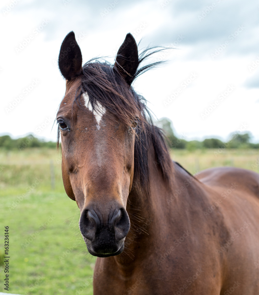 Portrait of a bay horse Portrait of a bay horse