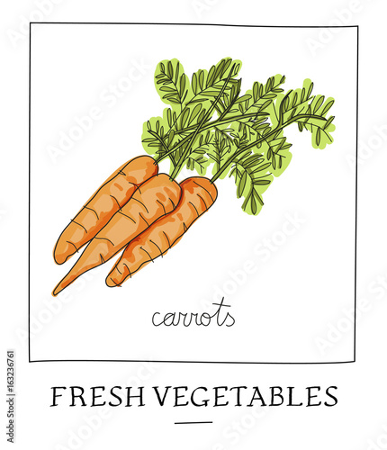Hand drawn vector illustration of isolated carrot