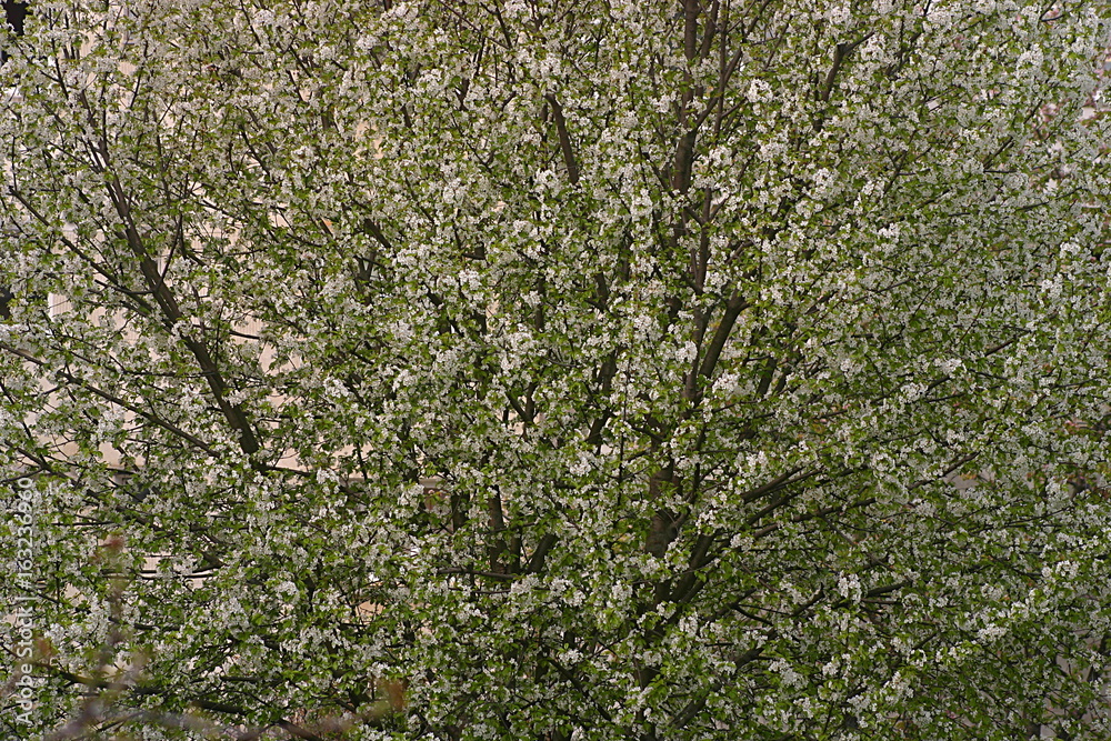 Cherry blooming Cherry blooming