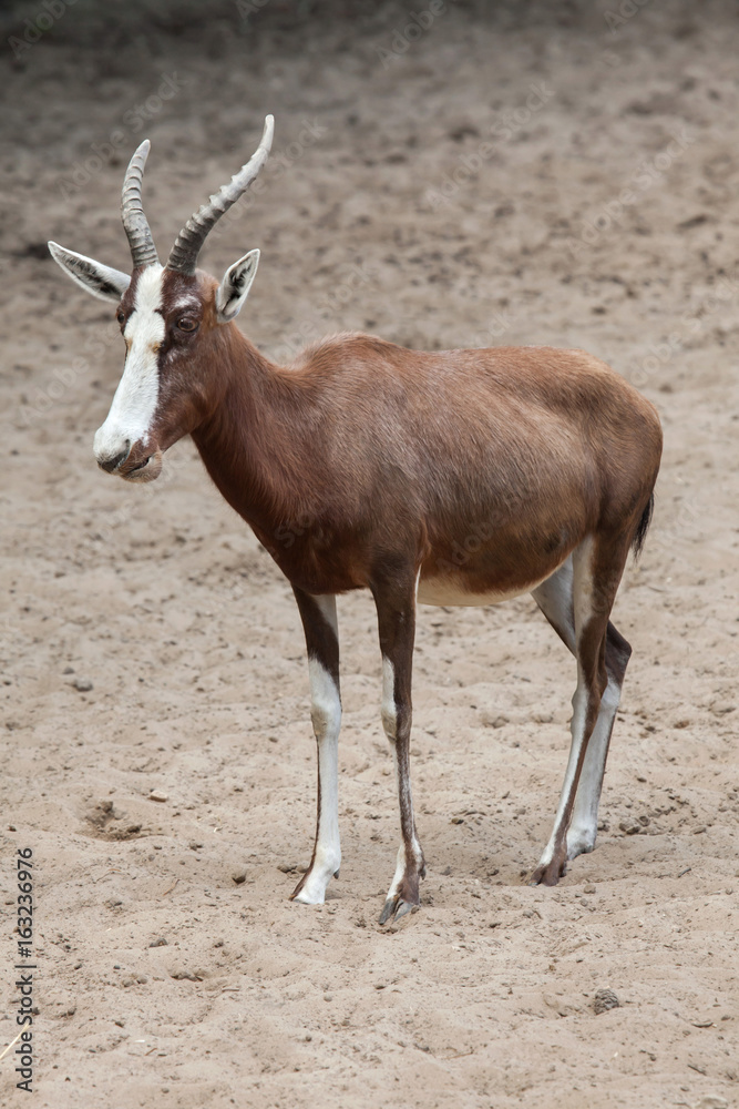 Fototapeta premium Blesbock (Damaliscus pygargus phillipsi).