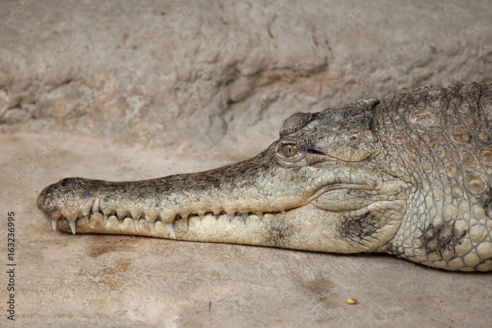Fototapeta premium Slender-snouted crocodile (Mecistops cataphractus).