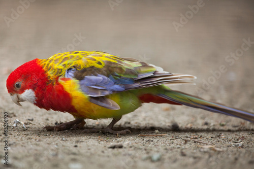 Eastern rosella (Platycercus eximius). photo