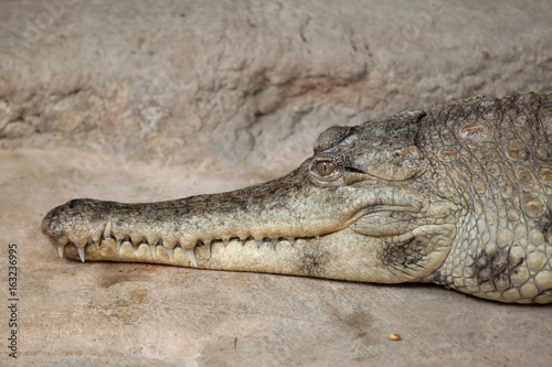 Slender-snouted crocodile  Mecistops cataphractus .