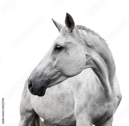 Fototapeta White horse on white background