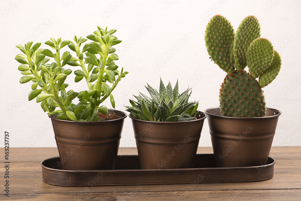 Cactus and plant decoration on wooden table.