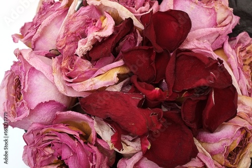 Background of dried red roses