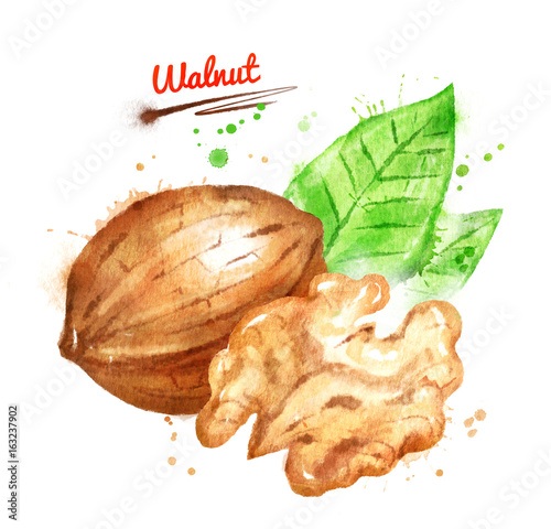 Watercolor illustration of walnut