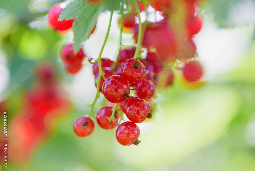 Red currant on a bush closeup. Redcurrant in summer garden. 
