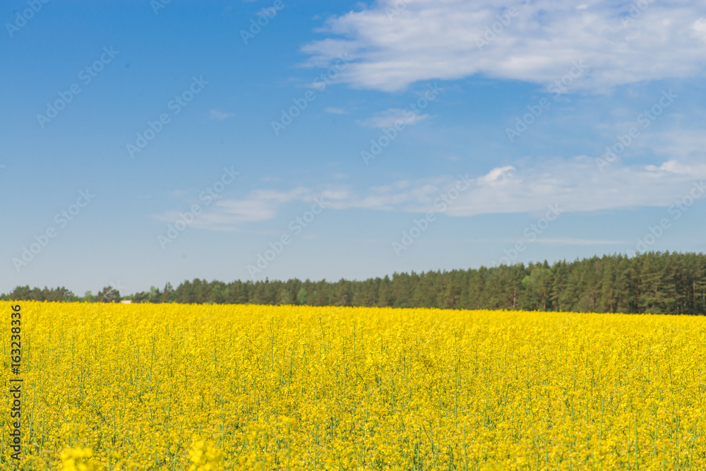 Fototapeta premium Rape field against the blue sky with clouds and forest, background