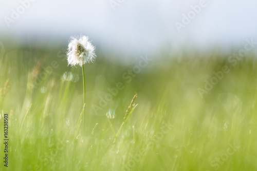 Mountain flower