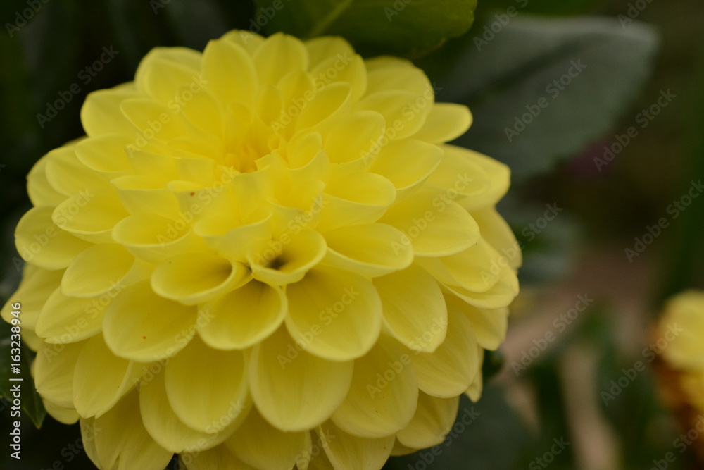 ダリアの花 ダリアの花