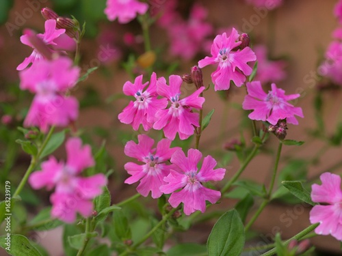 Wallpaper Mural フクロナデシコの花 Torontodigital.ca