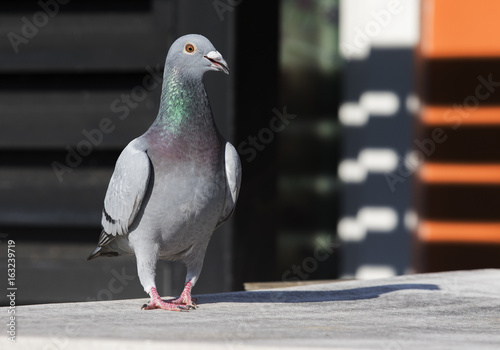 full body of speed racing pigeon walking in home lofe