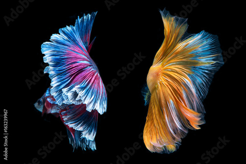 Photography beauty colorful fish tail of Siamese fighting fish isolated on back background