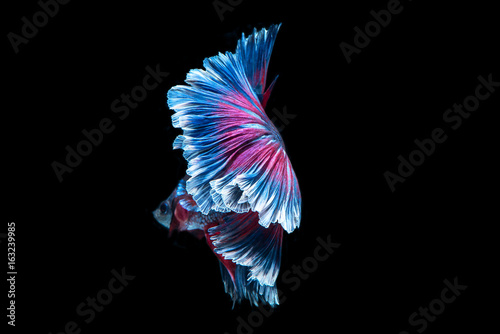 beauty colorful fish tail of Siamese fighting fish isolated on back background.