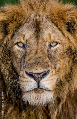 Portrait of a lion. Close-up. Uganda. East Africa. An excellent illustration.