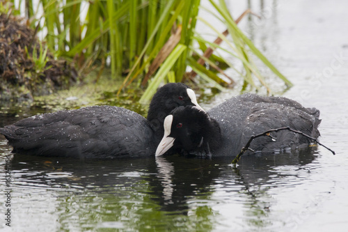 Fotografie Eurasian coot couple marriage