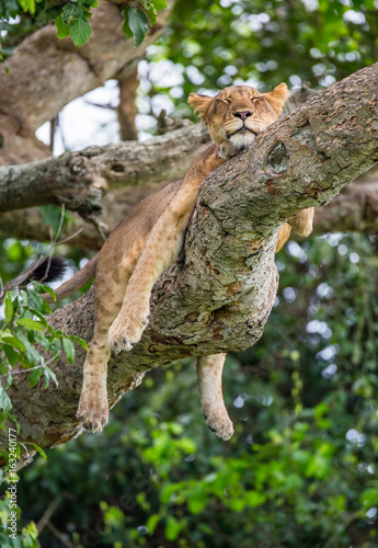 Lioness lying on a big tree. Close-up. Uganda. East Africa. An excellent illustration.