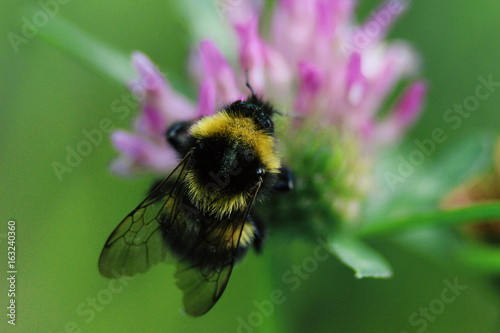 bumble bee and pink flower