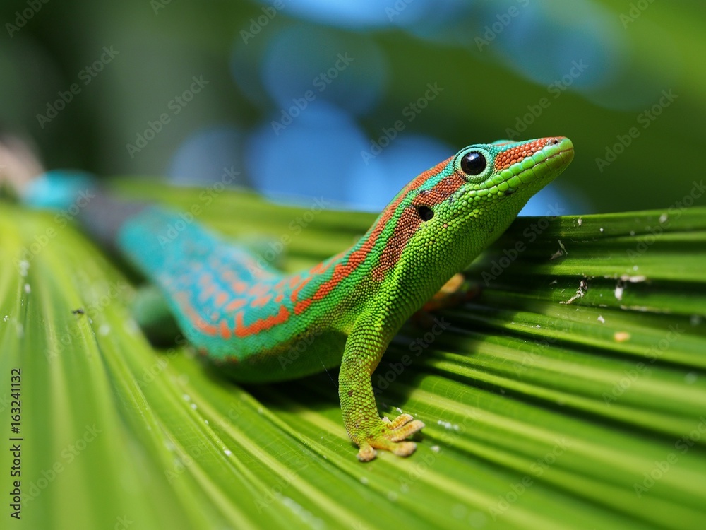 Fototapeta premium Day gekko in natural habitat