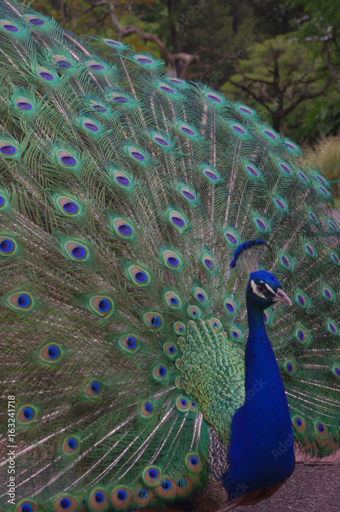 Fototapeta premium Pfau
