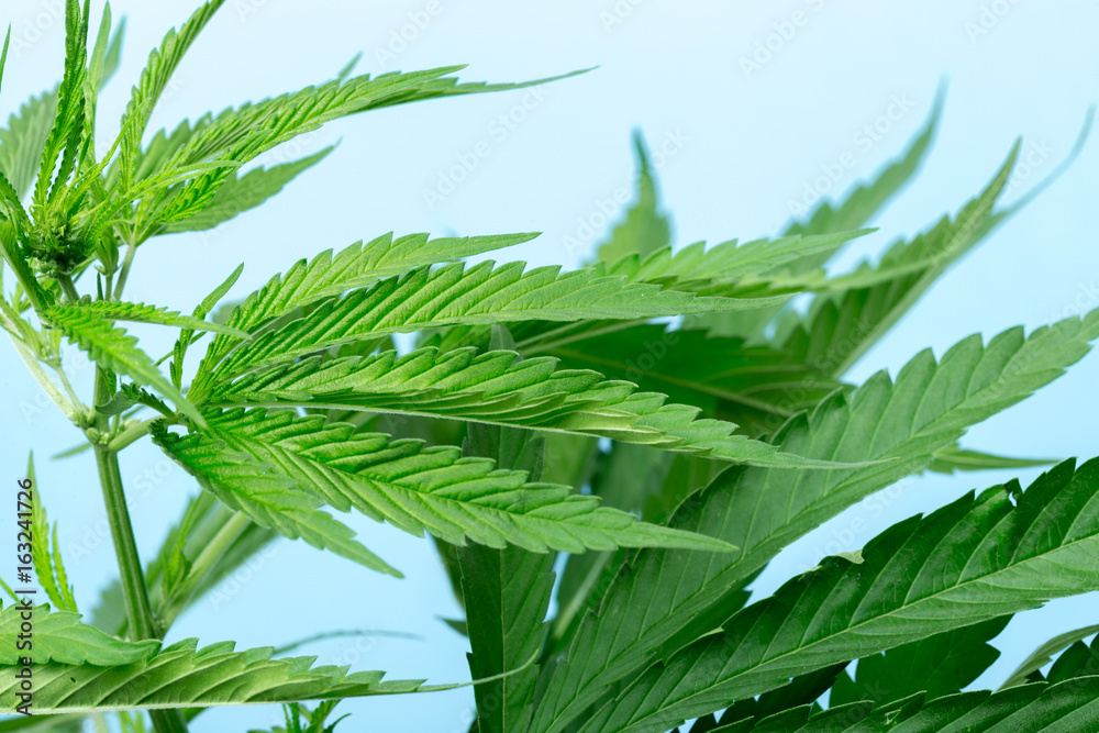 cannabis marijuana plant detail cannabis marijuana plant detail