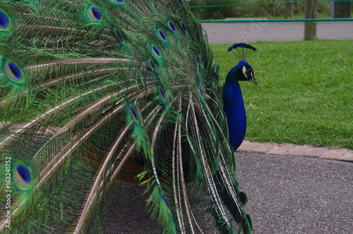 Pfau