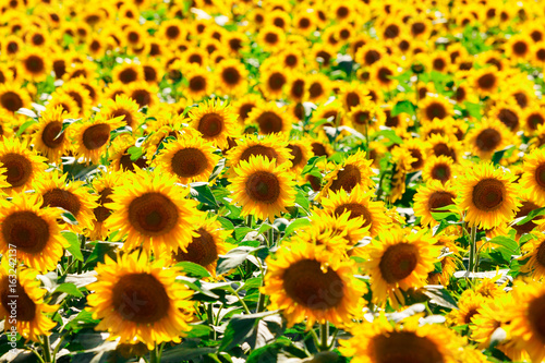 Picture of sunflower field