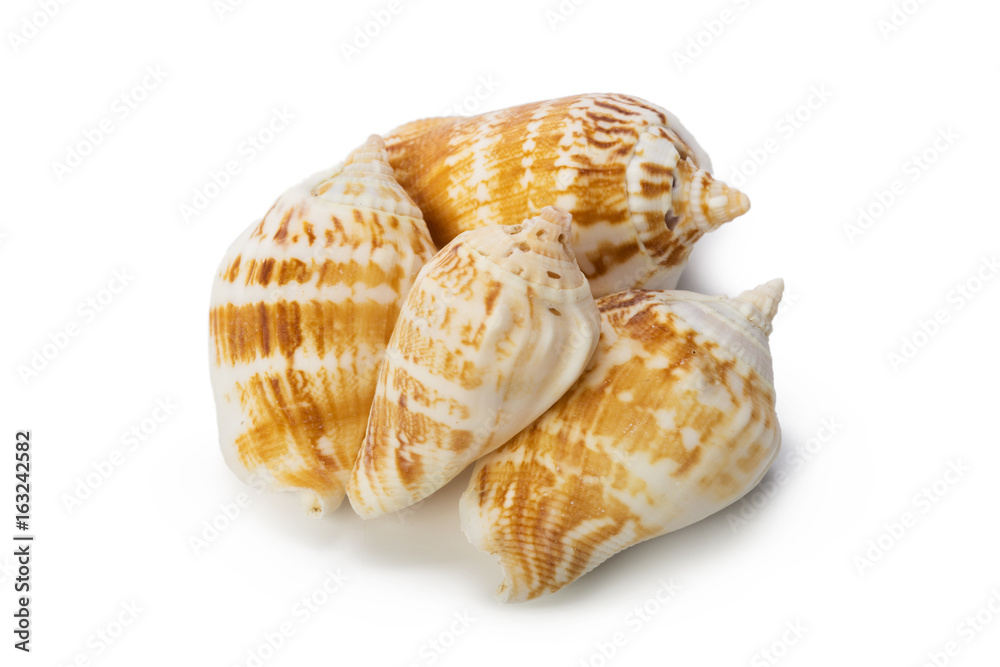 Seashell isolated on white background