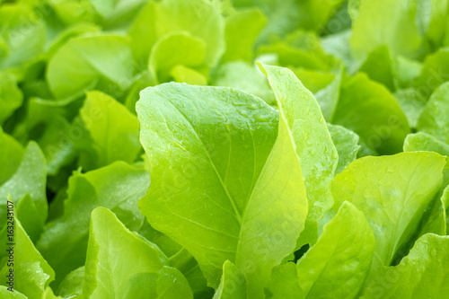 Fresh lettuce leaves with drops after a rain